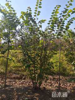 高度280厘米丛生紫荆