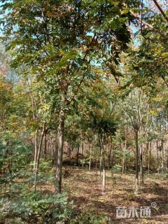 12公分丛生栾树