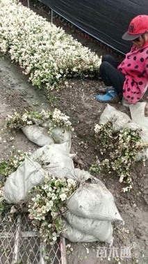15厘米花叶络石