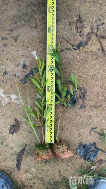 40公分台湾相思树