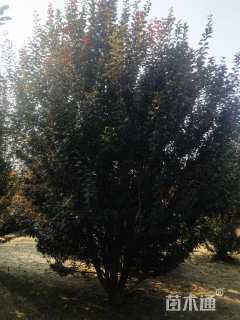 高度400厘米(6杆)丛生红