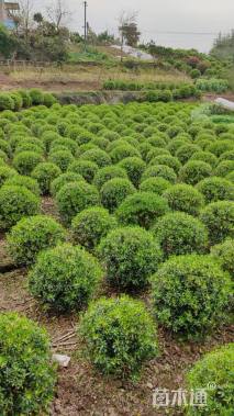 冠幅120厘米海桐球