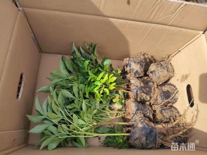 高度10厘米芍药