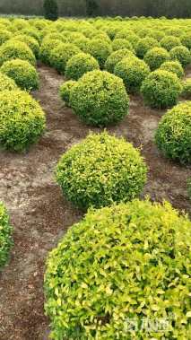 冠幅100厘米亮晶女贞球