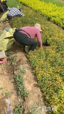 高度20厘米金焰绣线菊