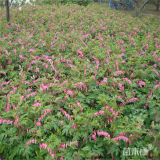 高度35厘米优质荷包牡丹