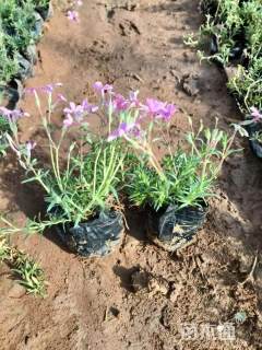 高度15厘米福禄考