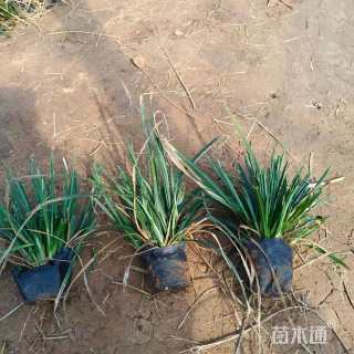 高度10厘米崂峪苔草