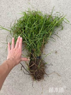 高度40厘米扁穗牛鞭草