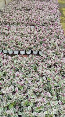 高度15厘米吊兰