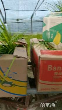 高度30厘米金叶石菖蒲