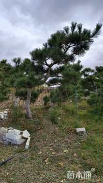 高度200厘米黑松