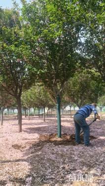 10公分日本晚樱