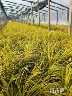 高度30厘米金叶石菖蒲