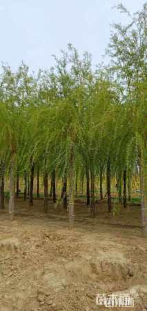 10公分金丝垂柳