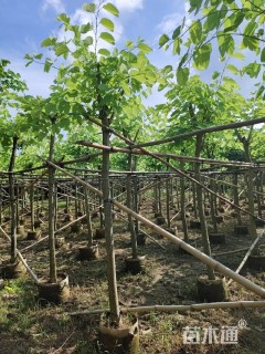 10公分红花羊蹄甲