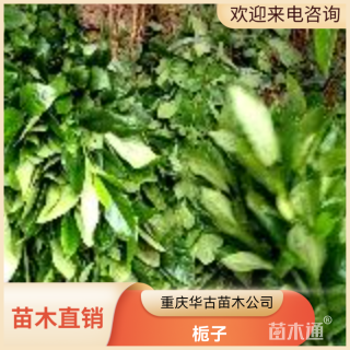 高度20厘米栀子