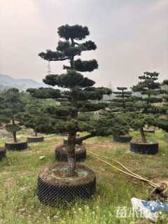 12公分造型五针松