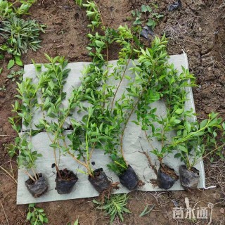 高度65厘米东北连翘
