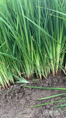 高度30厘米花菖蒲