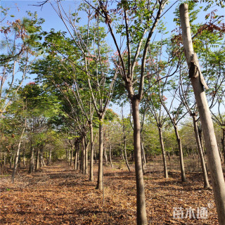 15公分黄山栾树