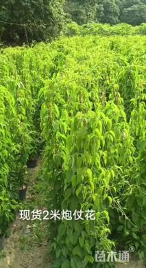 180厘米炮仗花