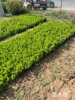 高度10厘米小叶黄杨