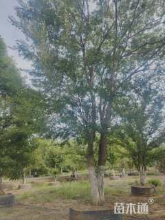 75公分丛生榔榆