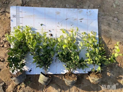 高度40厘米毛鹃