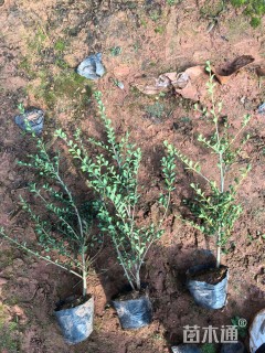 高度20厘米龟甲冬青