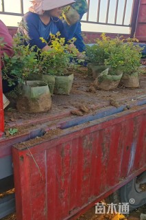 高度35厘米丰花月季