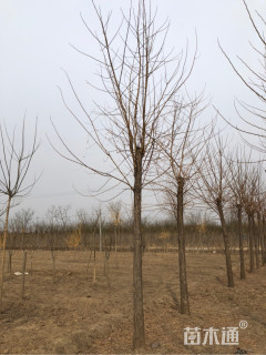 12公分刺槐