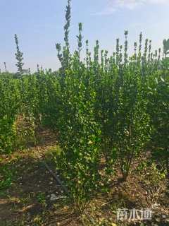 高度180厘米北海道黄杨