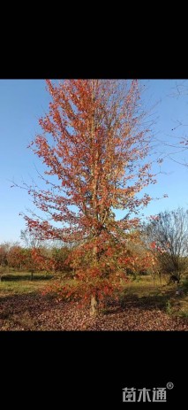 28公分美国红枫-秋火焰