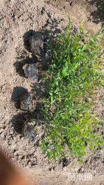 高度40厘米南天竹