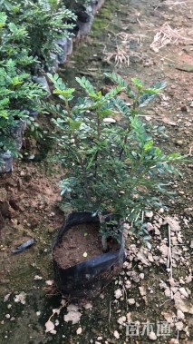 高度30厘米胡椒木