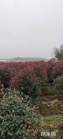 冠幅150厘米红叶石楠球