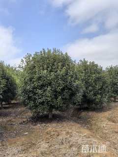 14公分红叶石楠