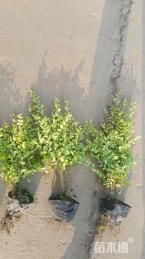 高度40厘米亮金女贞(亮晶女贞)