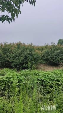 高度280厘米丛生紫薇