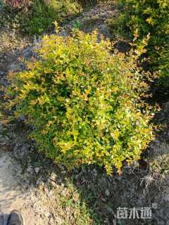 高度60厘米金叶大花六道木