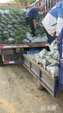 高度40厘米金边黄杨