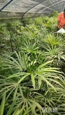 裸干高30厘米棕竹