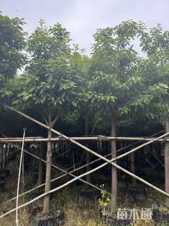 12公分假苹婆