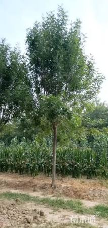 14公分白蜡