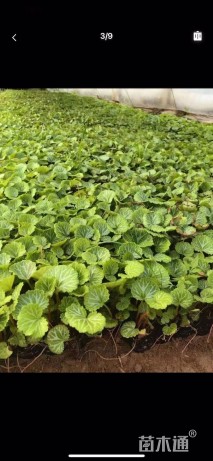 高度15厘米虎耳草
