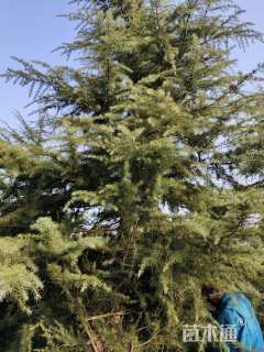 高度700厘米雪松