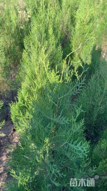 高度120厘米侧柏