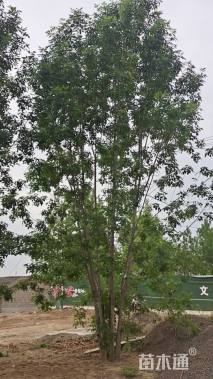 高度900厘米丛生白蜡