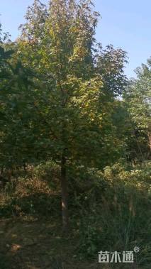 11公分欧洲枫香